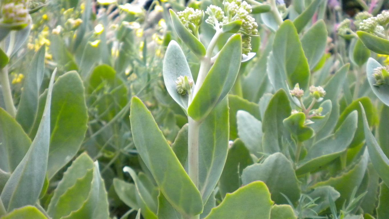 Hylotelephium maximum / Borracina massima